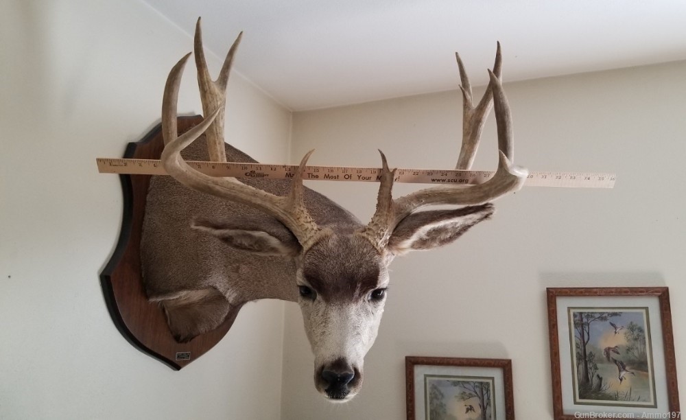 LOCAL PICKUP ONLY, Large Mule Deer Taxidermy Mount, 23" outside spread-img-1