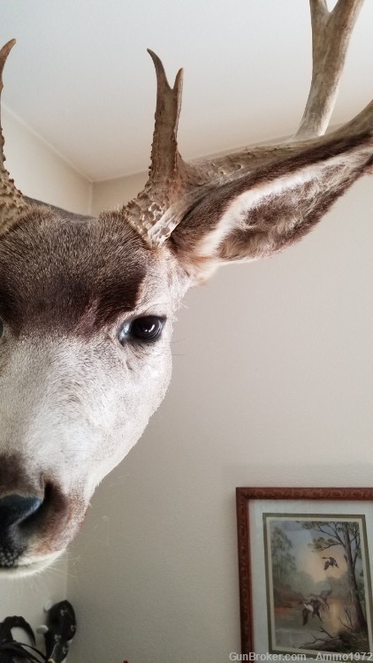 LOCAL PICKUP ONLY, Large Mule Deer Taxidermy Mount, 23" outside spread-img-4