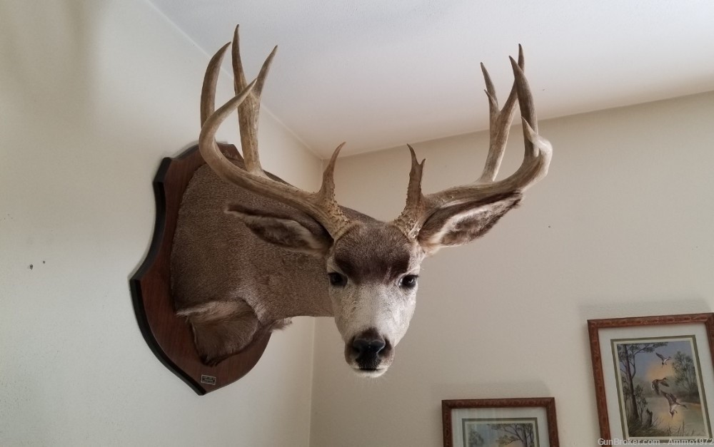 LOCAL PICKUP ONLY, Large Mule Deer Taxidermy Mount, 23" outside spread-img-0