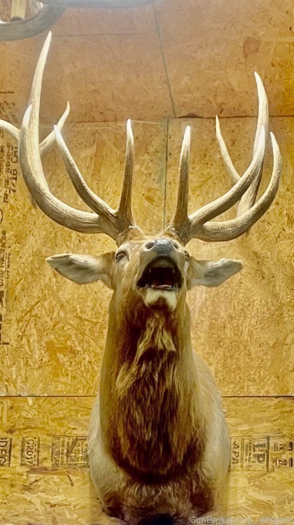 Rocky Mountain Elk, Shoulder mount-img-0