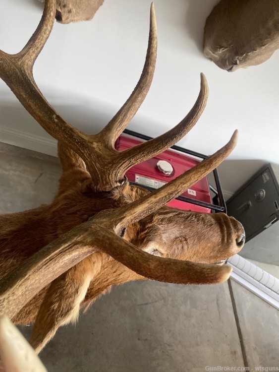 Rocky Mountain Elk, Shoulder mount-img-3