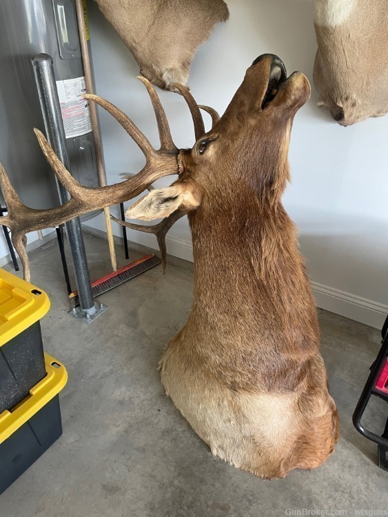 Rocky Mountain Elk, Shoulder mount-img-5
