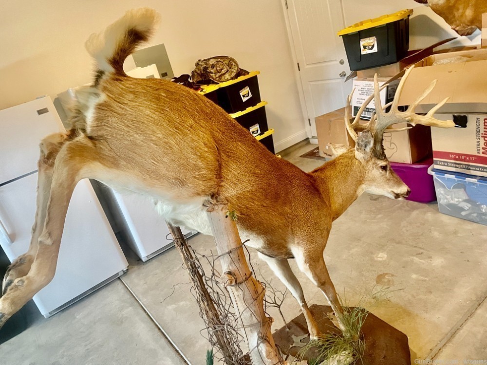 Full bodied whitetail deer mount-img-3