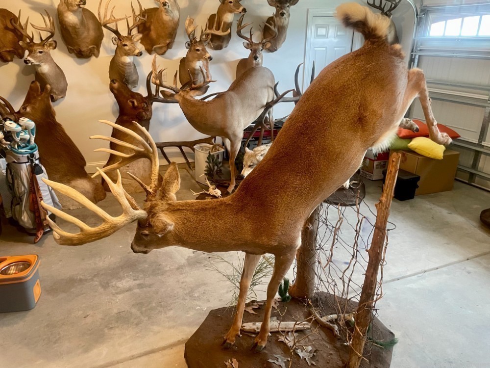 Full bodied whitetail deer mount-img-1