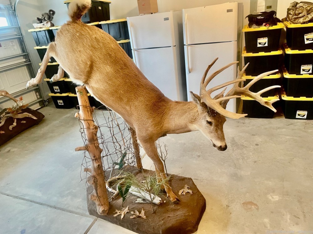 Full bodied whitetail deer mount-img-0