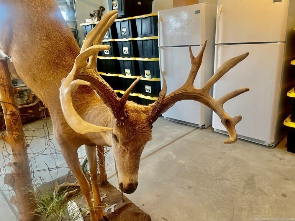 Full bodied whitetail deer mount-img-4