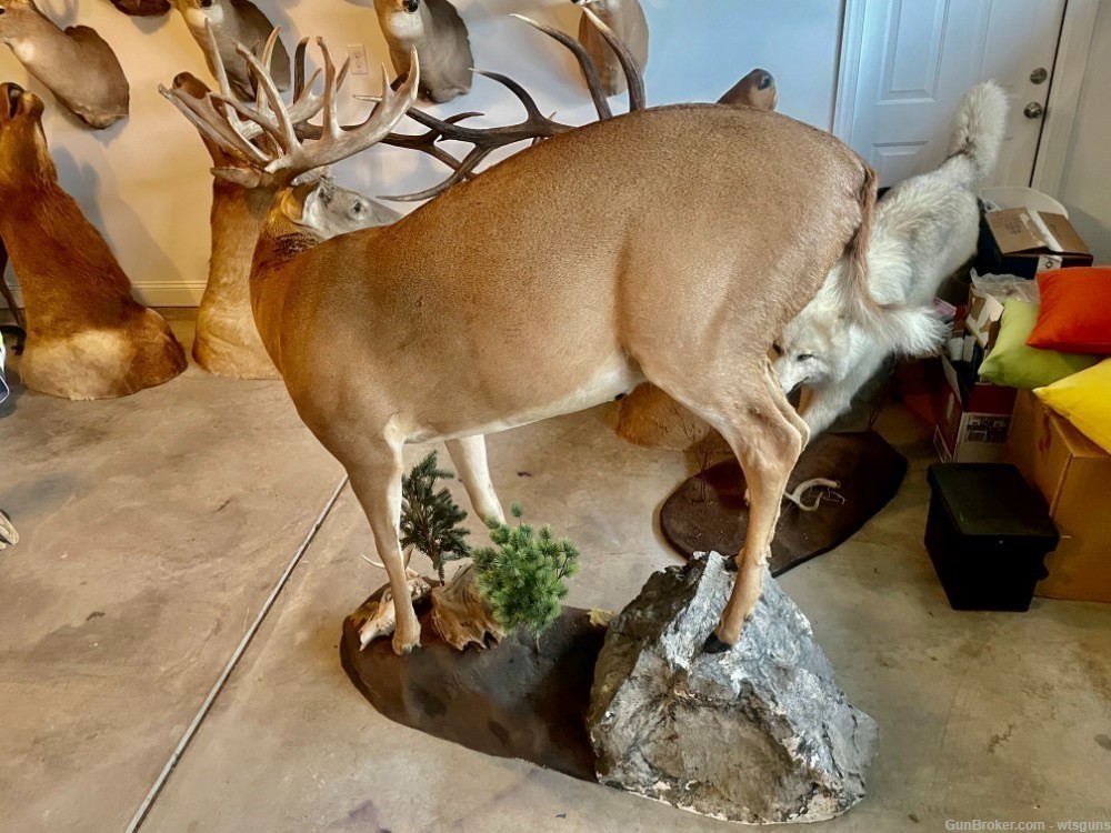 Full bodied whitetail deer mount-img-3