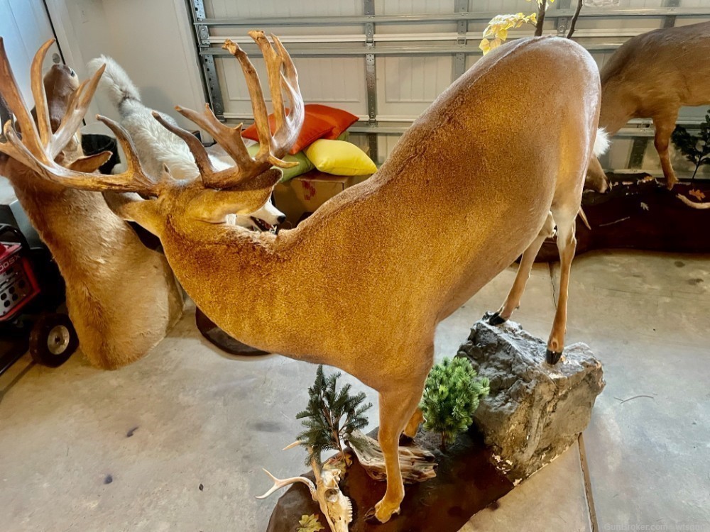 Full bodied whitetail deer mount-img-2