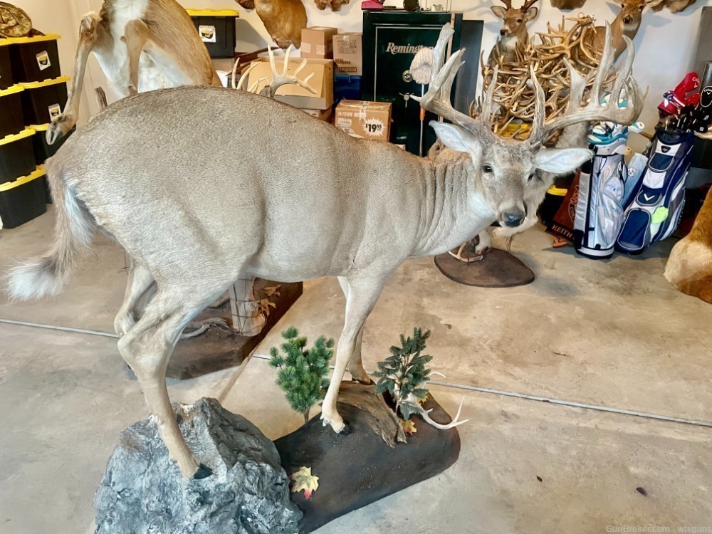 Full bodied whitetail deer mount-img-0