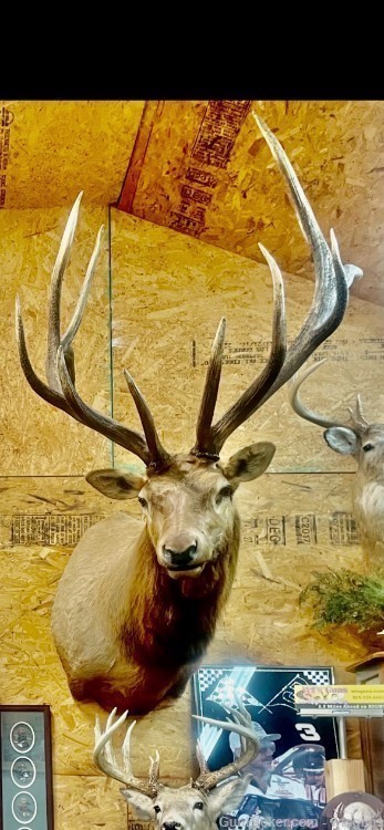 Rocky Mountain Elk Shoulder mount-img-1