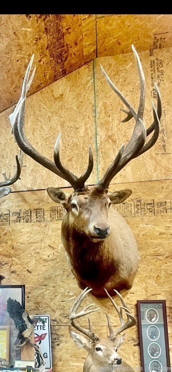 Rocky Mountain elk mount-img-0