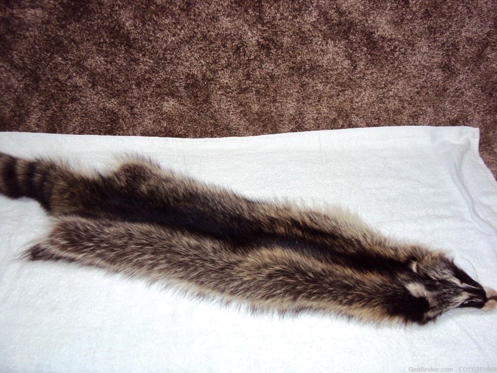 Raccoon pelt-img-0