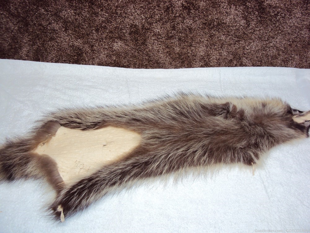 Raccoon pelt-img-2