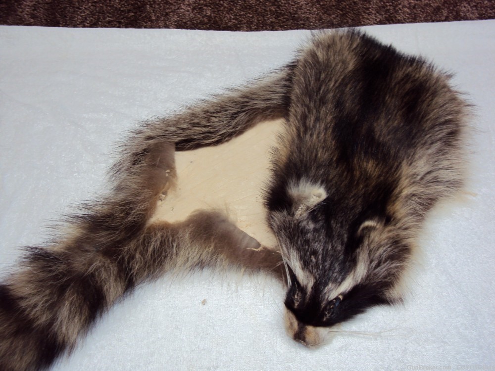 Raccoon pelt-img-4
