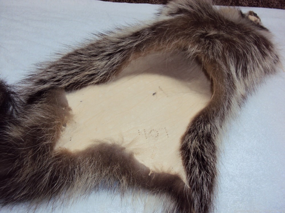 Raccoon pelt-img-3
