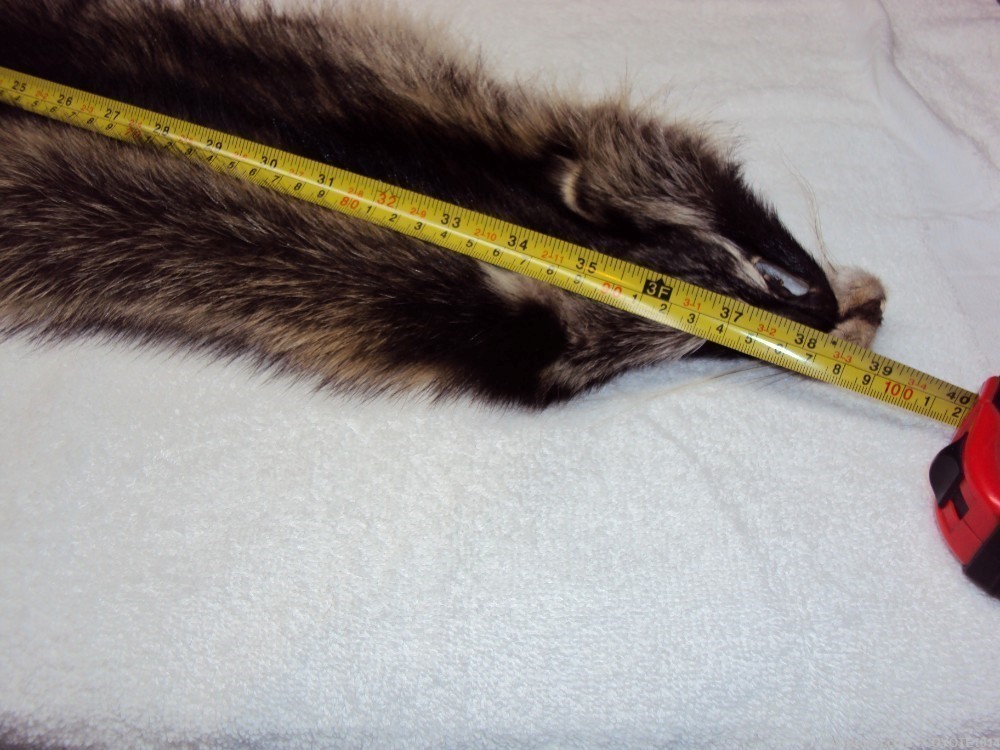 Raccoon pelt-img-5