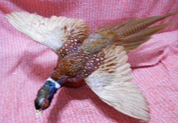 Ring-Necked Pheasant Mounted Taxidermy Hunting Sports Collectible-img-3