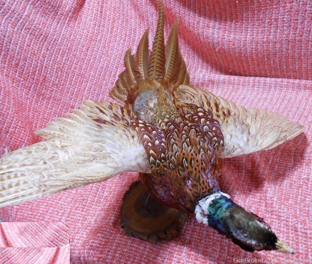 Ring-Necked Pheasant Mounted Taxidermy Hunting Sports Collectible-img-2