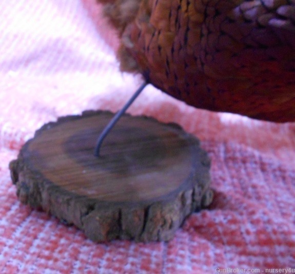 Ring-Necked Pheasant Mounted Taxidermy Hunting Sports Collectible-img-4
