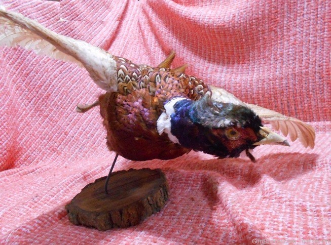 Ring-Necked Pheasant Mounted Taxidermy Hunting Sports Collectible-img-1