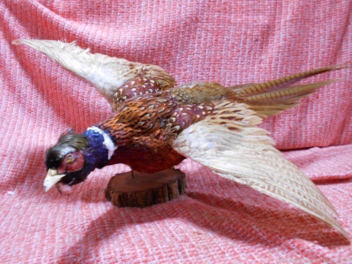 Ring-Necked Pheasant Mounted Taxidermy Hunting Sports Collectible-img-0