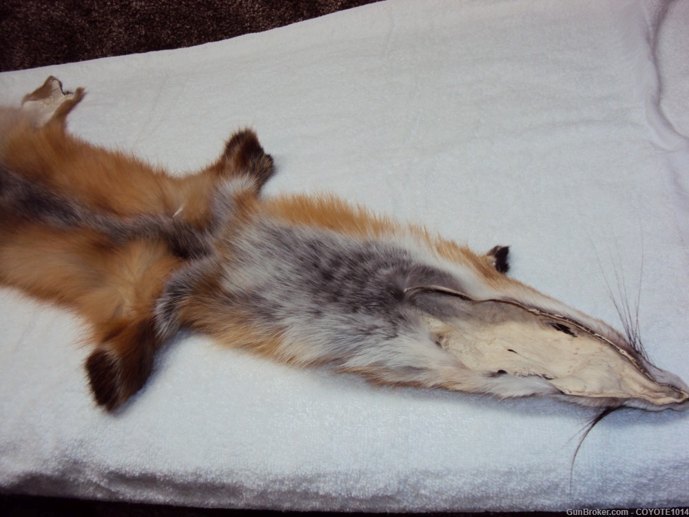 Red Fox pelt-img-2