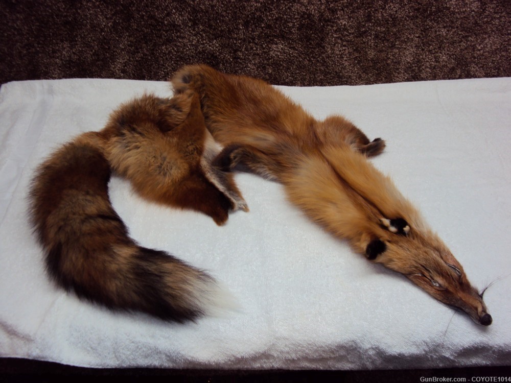 Red Fox pelt-img-0