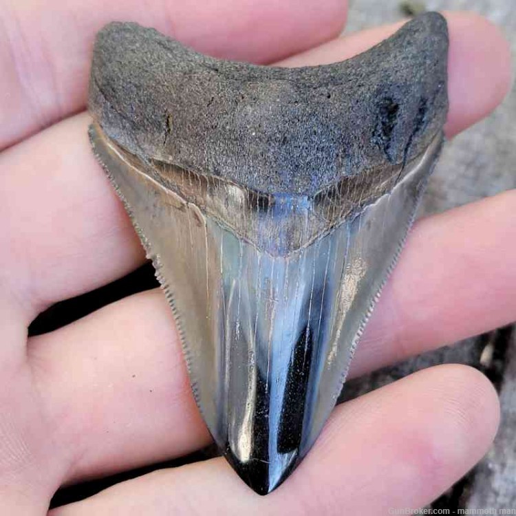 Megalodon Fossil Tooth Investment Grade-img-0