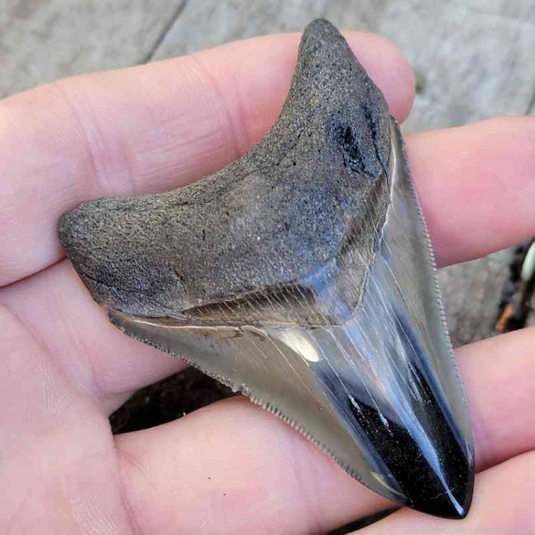 Megalodon Fossil Tooth Investment Grade-img-1