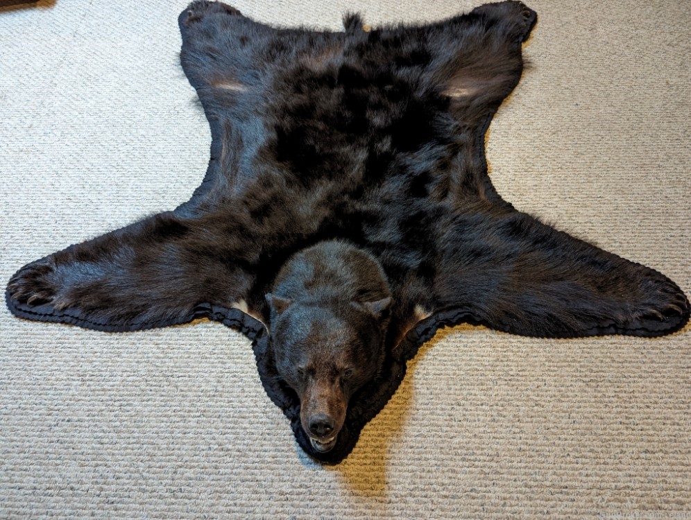 Beautiful Black Bear Rug/Wall Hanging from Vancouver Island-img-0