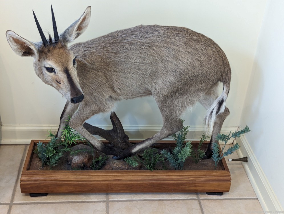 Trophy Bush Duiker with Sharp 4 inch horns on Wood Base-img-0