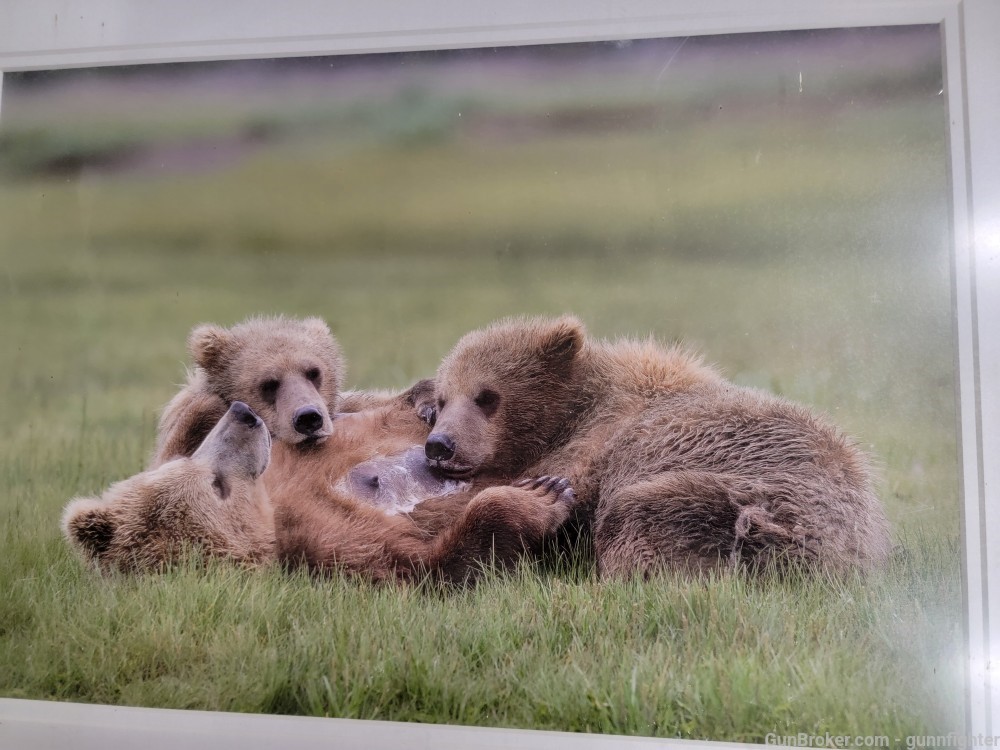 Professional Picture of a Mother Brown Bear and Cubs Feeding and knapping-img-0