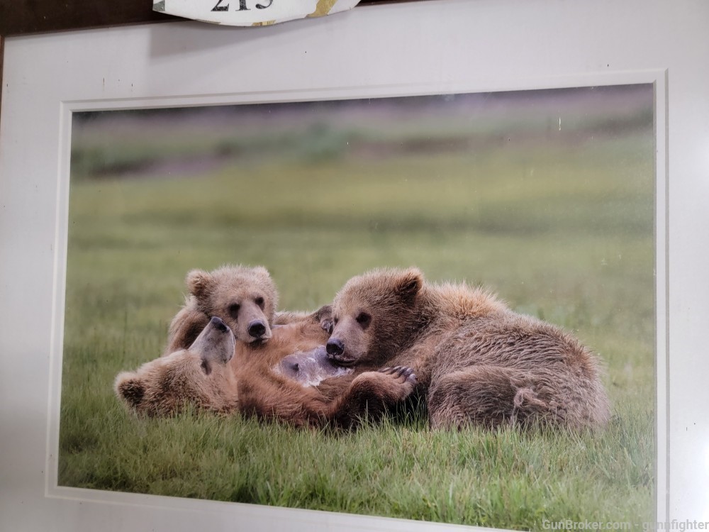 Professional Picture of a Mother Brown Bear and Cubs Feeding and knapping-img-1