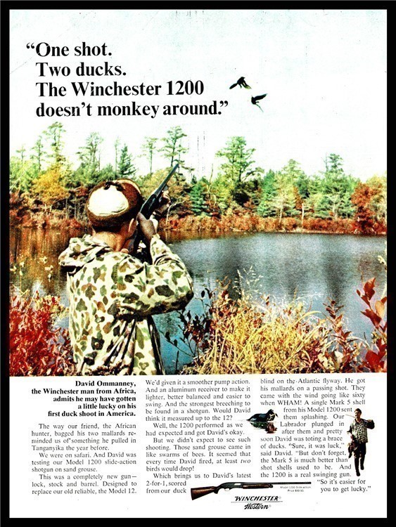 1966 WINCHESTER 1200 Shotgun PRINT AD David Ommanney Duck Hunting-img-0
