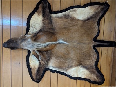 Rare and Beautiful Jungle Pig Rug/Wall Hanging from Mozambique