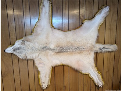 White Male Timberwolf Rug/Wall Hanging