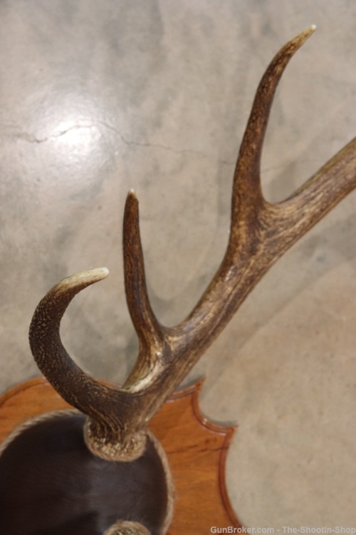 Red Deer Stag Antler Set Amazing 15 Point LARGE Rack 7X8 on Plaque NICE!-img-2