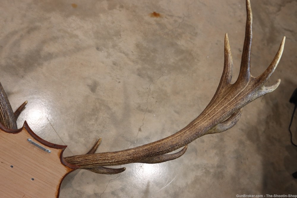 Red Deer Stag Antler Set Amazing 15 Point LARGE Rack 7X8 on Plaque NICE!-img-23