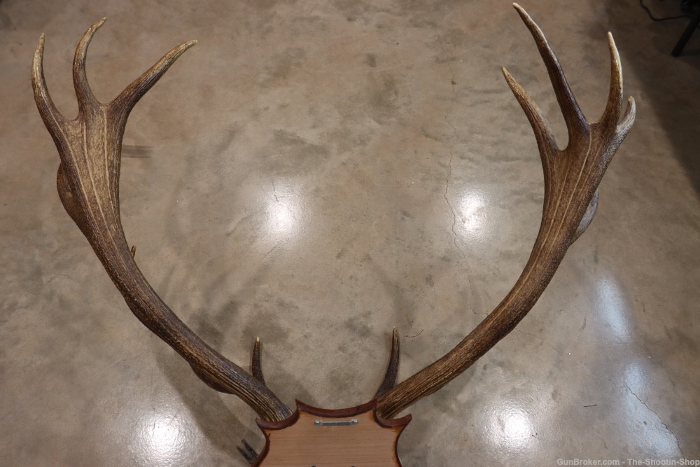 Red Deer Stag Antler Set Amazing 15 Point LARGE Rack 7X8 on Plaque NICE!-img-24