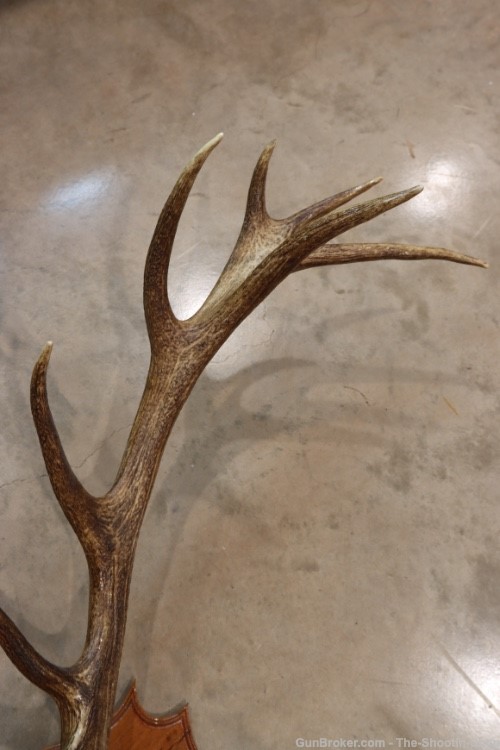 Red Deer Stag Antler Set Amazing 15 Point LARGE Rack 7X8 on Plaque NICE!-img-3