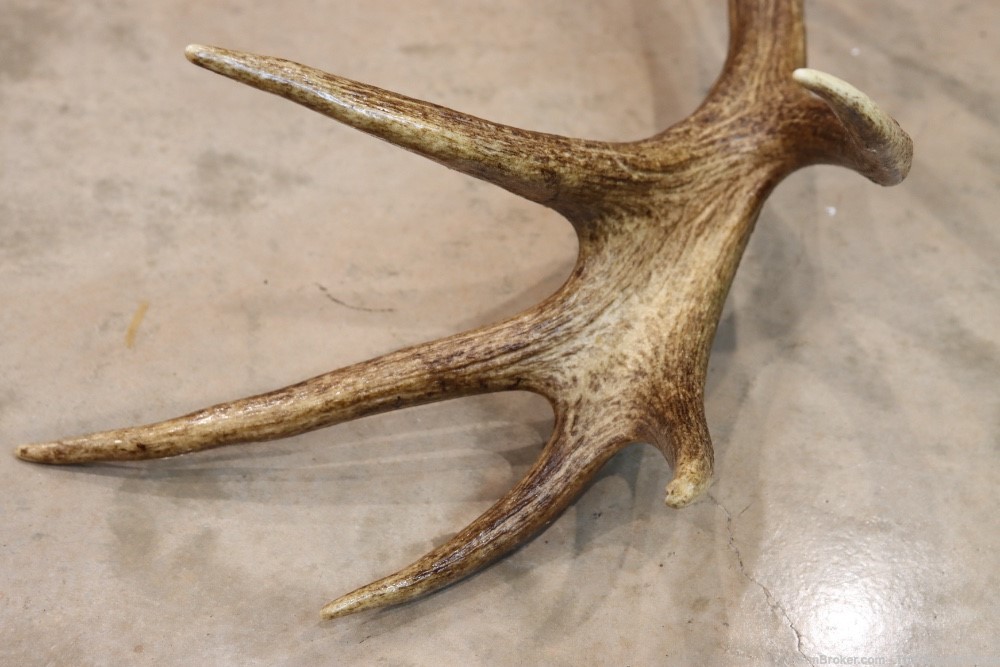 Red Deer Stag Antler Set Amazing 15 Point LARGE Rack 7X8 on Plaque NICE!-img-19