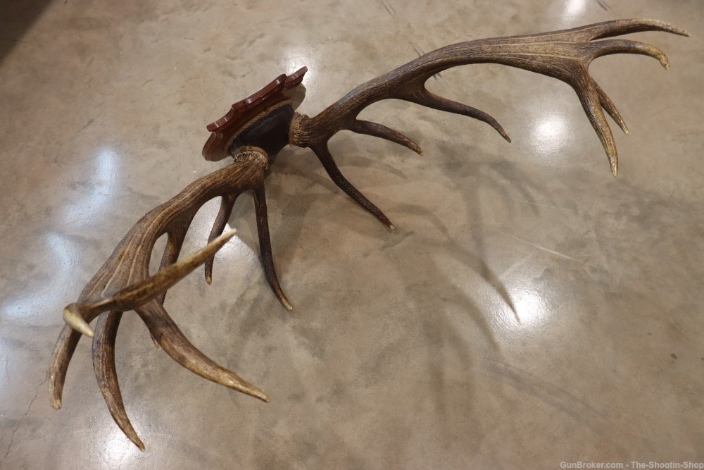 Red Deer Stag Antler Set Amazing 15 Point LARGE Rack 7X8 on Plaque NICE!-img-25