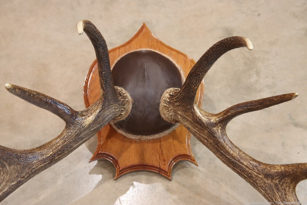 Red Deer Stag Antler Set Amazing 15 Point LARGE Rack 7X8 on Plaque NICE!-img-9
