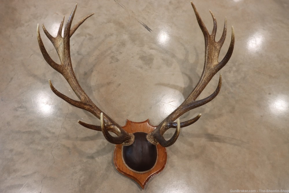 Red Deer Stag Antler Set Amazing 15 Point LARGE Rack 7X8 on Plaque NICE!-img-0