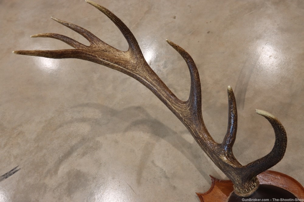 Red Deer Stag Antler Set Amazing 15 Point LARGE Rack 7X8 on Plaque NICE!-img-6