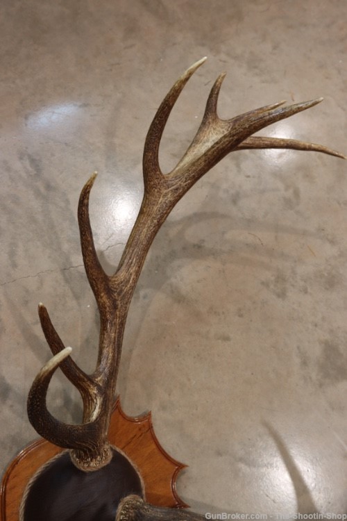 Red Deer Stag Antler Set Amazing 15 Point LARGE Rack 7X8 on Plaque NICE!-img-7