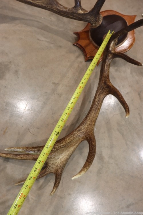 Red Deer Stag Antler Set Amazing 15 Point LARGE Rack 7X8 on Plaque NICE!-img-16
