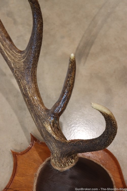 Red Deer Stag Antler Set Amazing 15 Point LARGE Rack 7X8 on Plaque NICE!-img-4