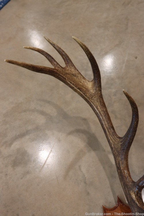 Red Deer Stag Antler Set Amazing 15 Point LARGE Rack 7X8 on Plaque NICE!-img-5