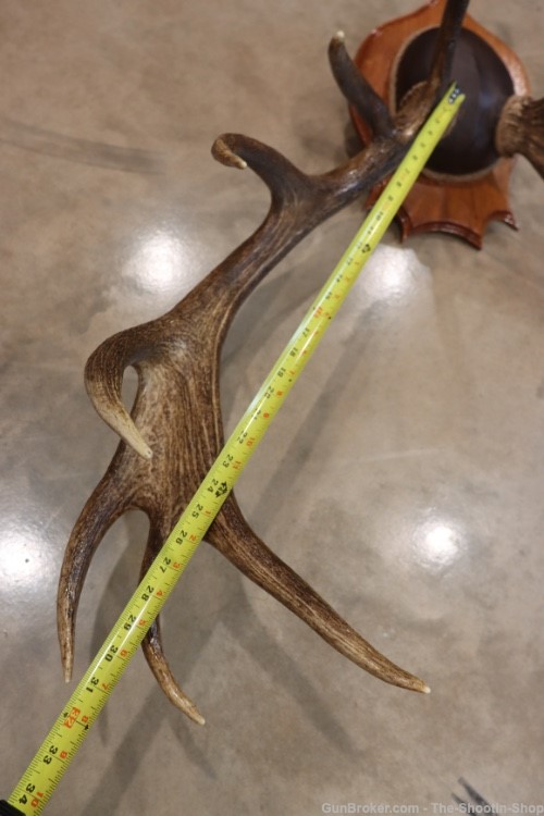 Red Deer Stag Antler Set Amazing 15 Point LARGE Rack 7X8 on Plaque NICE!-img-15